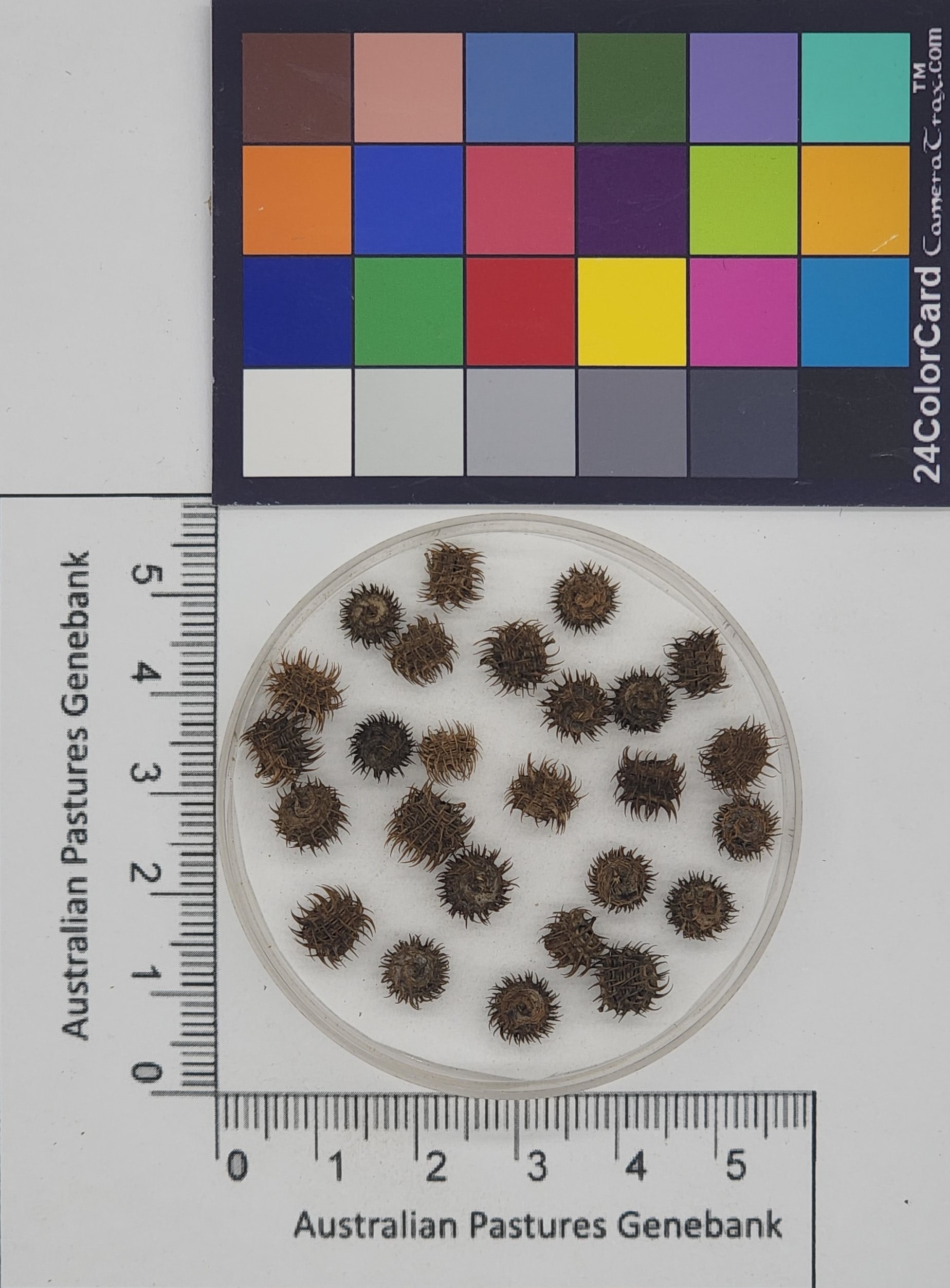 Click for 2 image(s) for this accession. Image